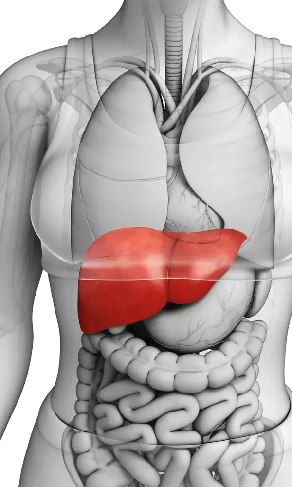 Medical illustration of human liver highlighting Ultra Liver's health support in the USA